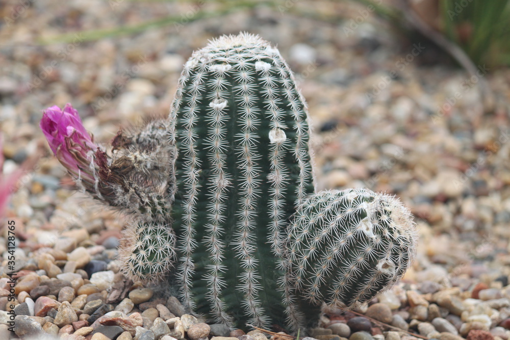 Obraz premium nature, cactus, plant, wildlife, brown, green, isolated, closeup, desert, macro, color, white, rocks