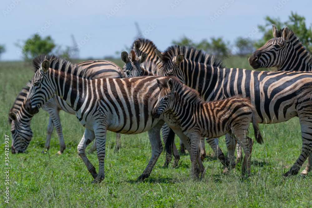Zebra familyin Rietvlei Nature reserve South Africa Zebra familyin Rietvlei Nature reserve South Africa