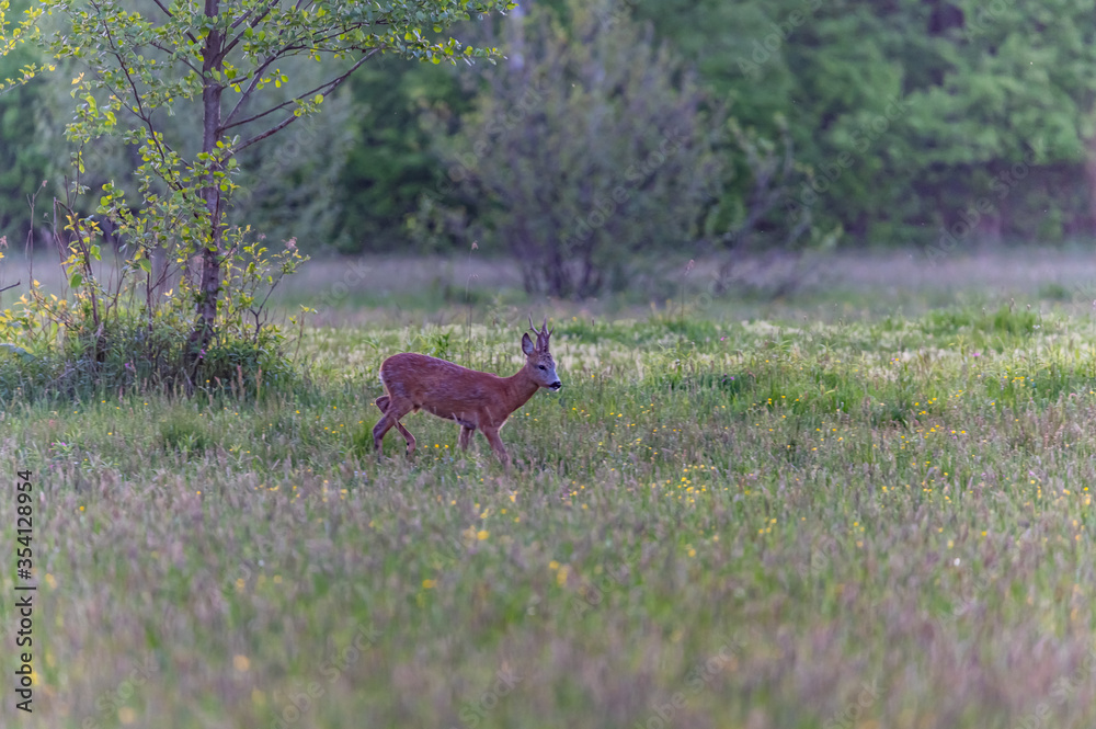 roe deer in the wild roe deer in the wild