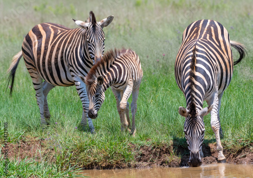 Zebra familyin Rietvlei Nature reserve South Africa