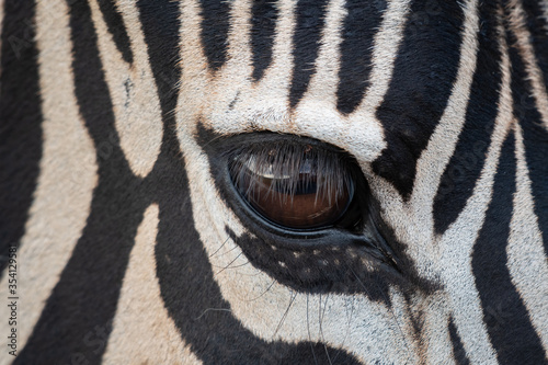 Zebra close-up with detailed eye in Rietvlei Nature reserve South Africa 