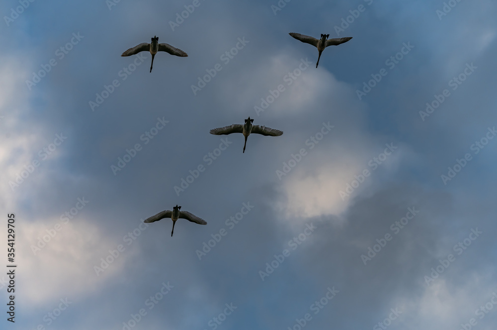 wild swans flying in formation wild swans flying in formation