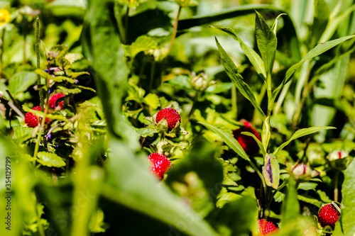 Ripe fruits of wild forest strawberries 