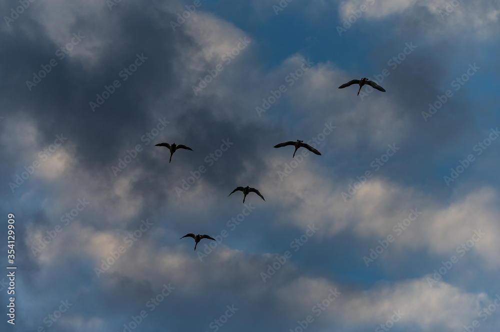 wild swans flying in formation
