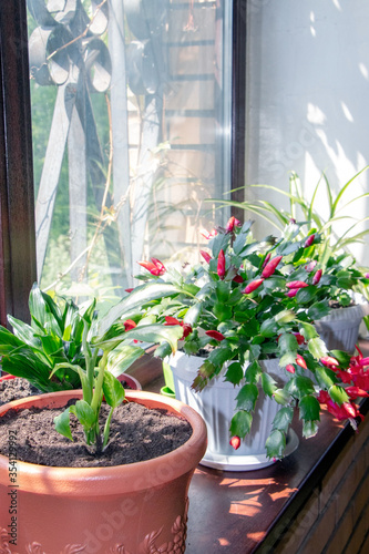 House flowers in the pots. Schlumbergera, dieffenbachia and aspidistra. House plant on a wooden windowsill