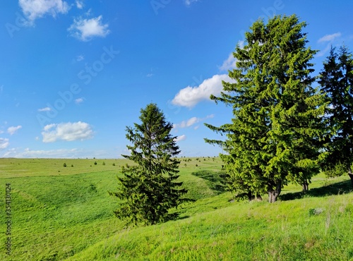 trees on a hilly surface in a field against a blue sky on a sunny day