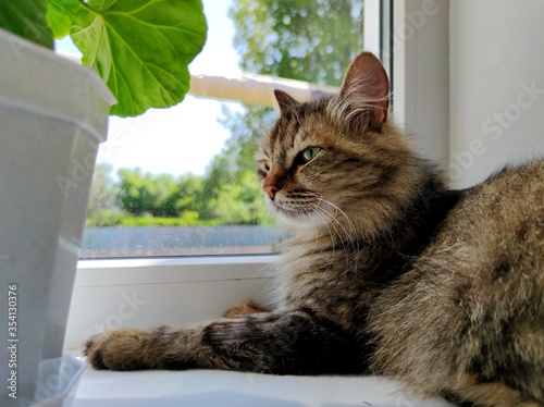 fluffy cat with beautiful green eyes lies on a windowsill near the window on a sunny day