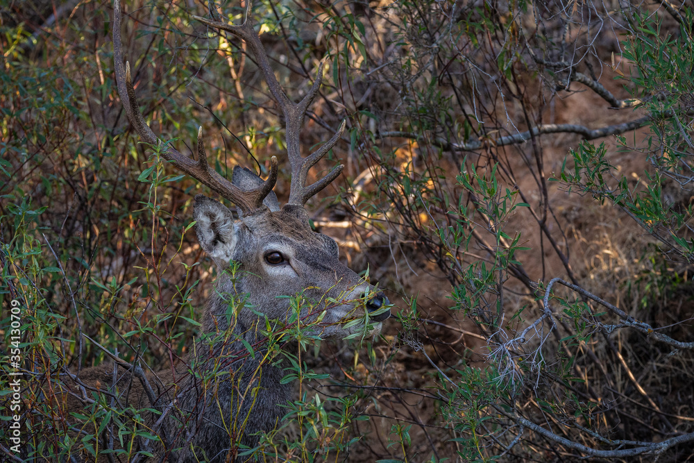 Deer are the ruminant mammals forming the family Cervidae. Monfrague National Park. Spain. Deer are the ruminant mammals forming the family Cervidae. Monfrague National Park. Spain.