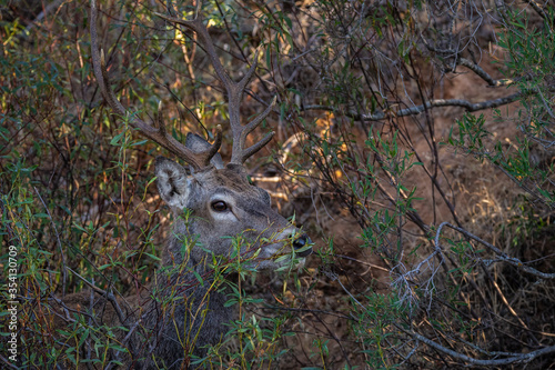 Tableau sur toile Deer are the ruminant mammals forming the family Cervidae