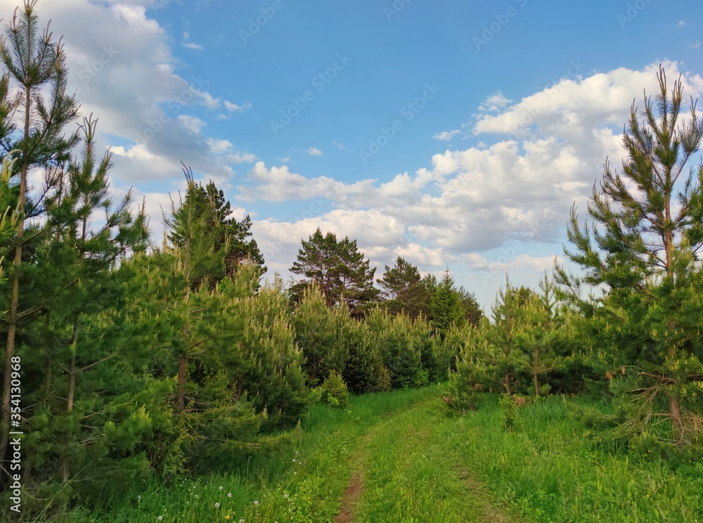 country road among green young pines against a blue sky with amazing beautiful clouds country road among green young pines against a blue sky with amazing beautiful clouds