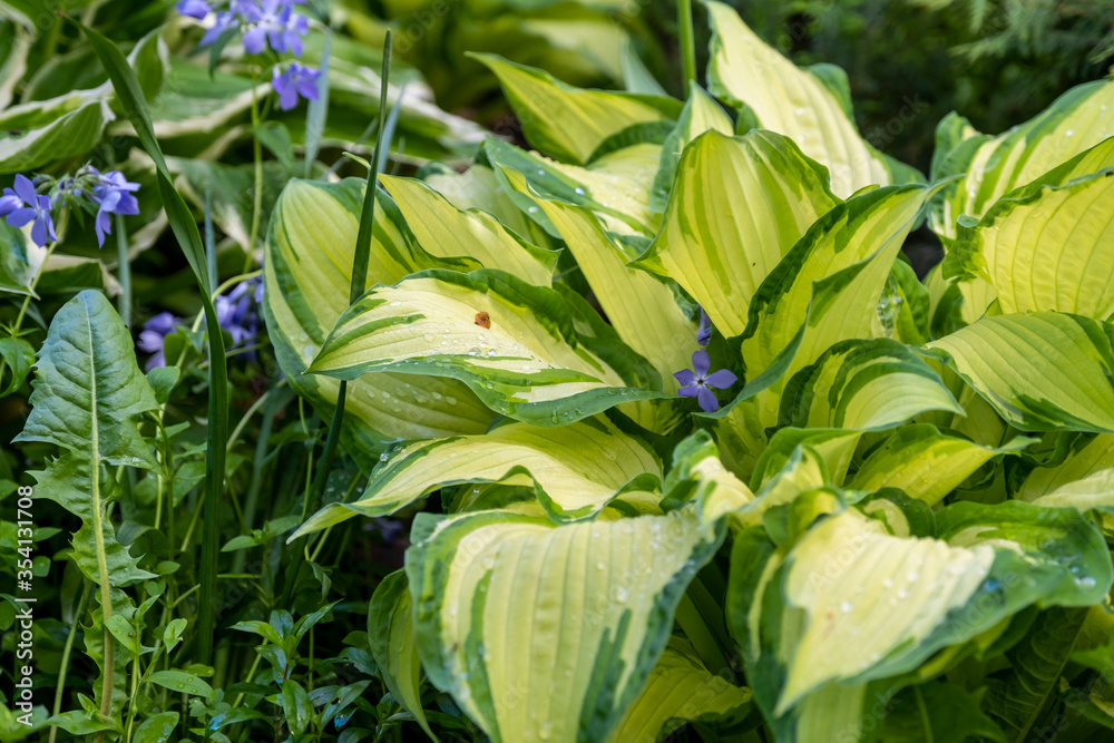 Obraz premium City garden