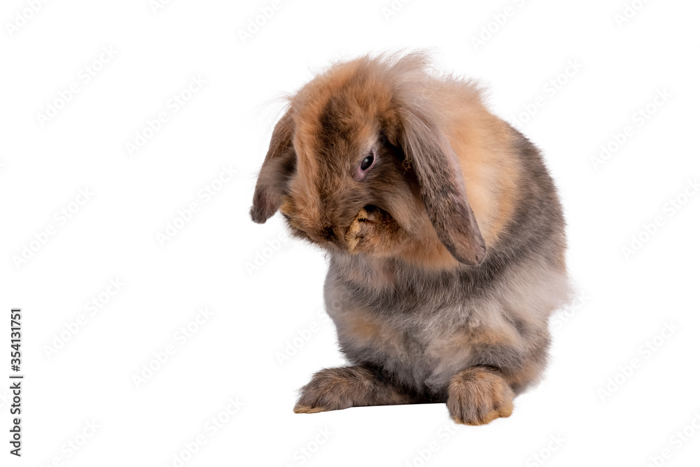 Rabbit, brown fur is standing with 2 hind legs and is licking its own foot, On white background Rabbit, brown fur is standing with 2 hind legs and is licking its own foot, On white background