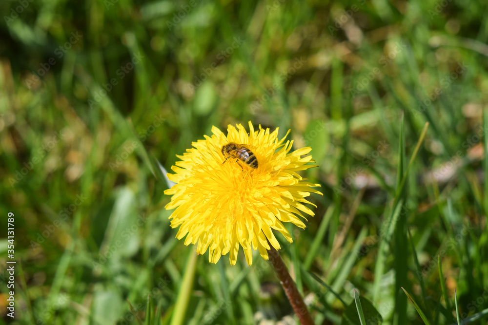 Bee on yellow dandelion flower in green grass Bee on yellow dandelion flower in green grass