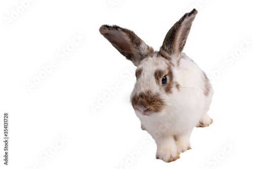 Rabbit brown and white fur and long ears is walking On white isolated background, to pet and animal concept