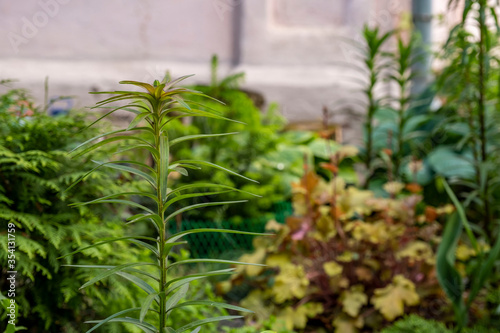 City garden