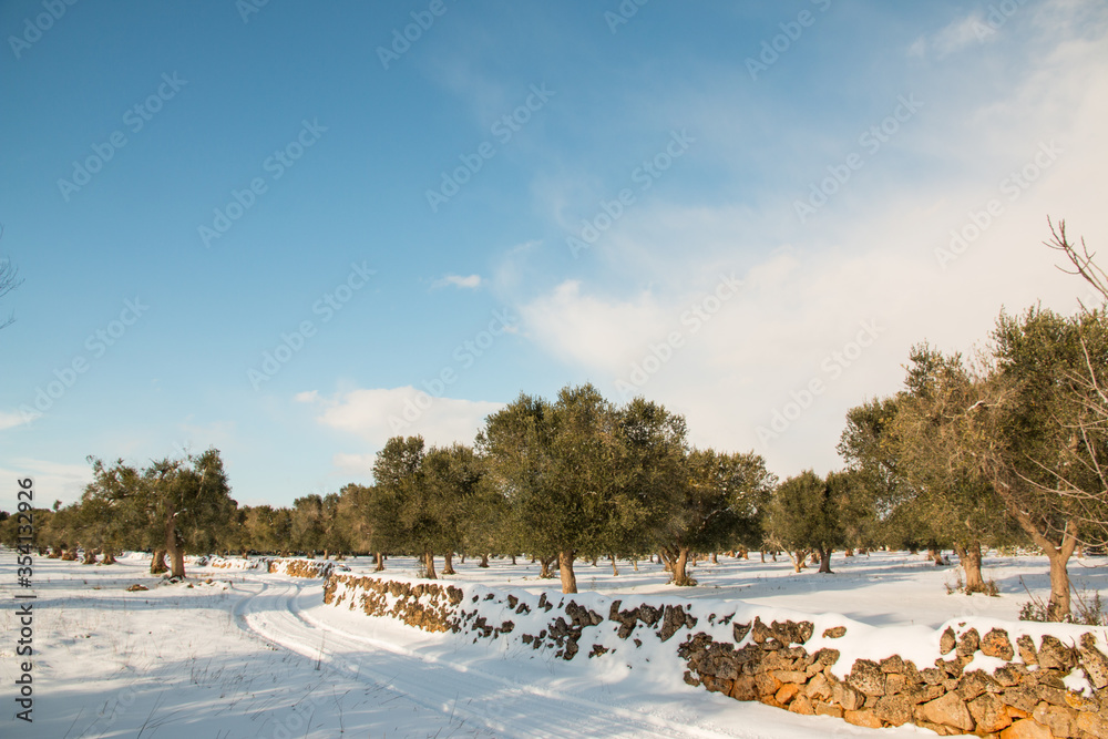 Mediterranean landscape with olive trees after a exceptional snowfall, Salento, Italy