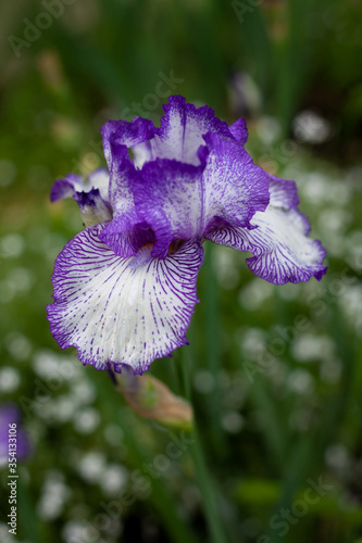 Beautiful purple iris flowers grow in the garden.