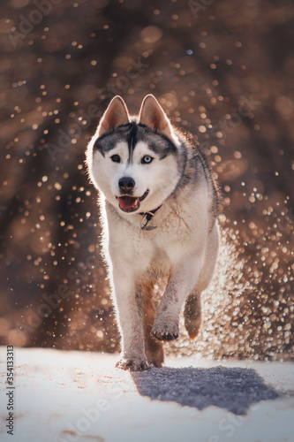 siberian husky dog