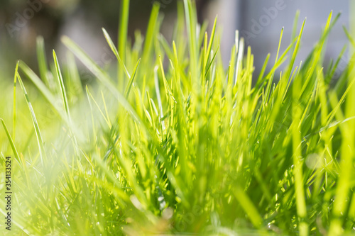 green grass close-up on a sunny day