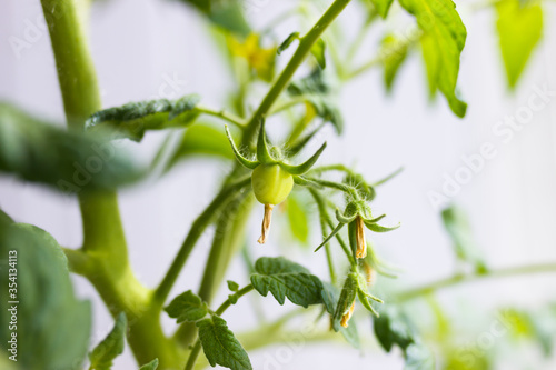 Yellow flowers growing on tomato plant  closeup view. Agrobusiness and farming concept. Agricultural business  agriculture industry. Production of organic products