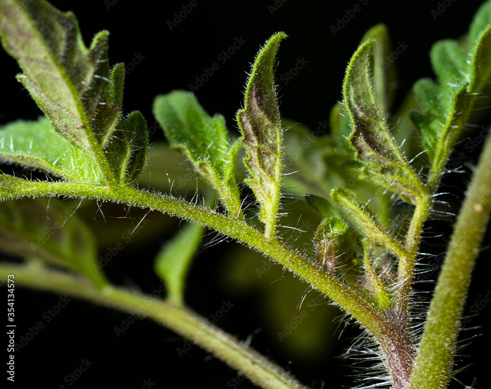 Tomato macro Tomato macro