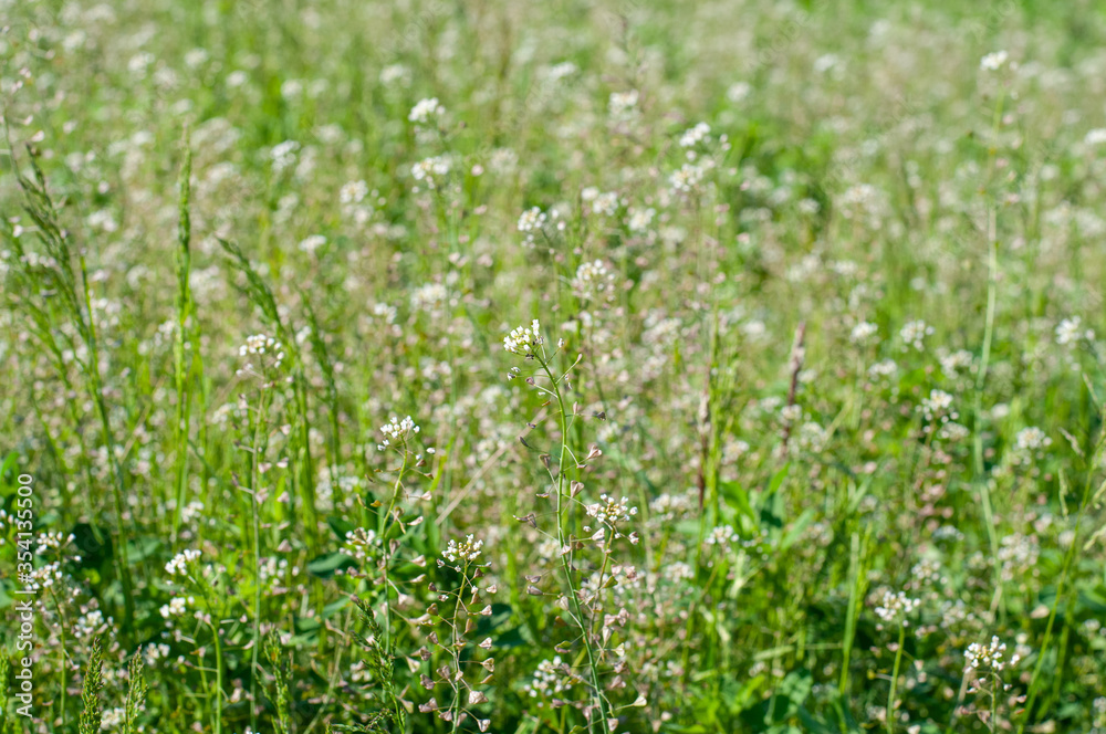 flowering shepherd´s burse with white flowers in a field
