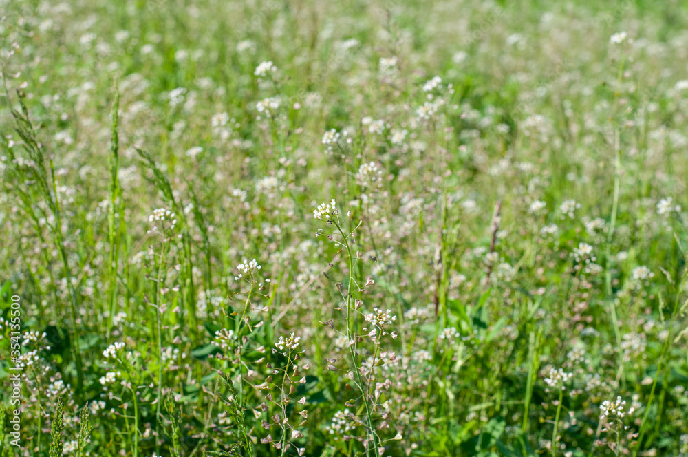 flowering shepherd´s burse with white flowers in a field flowering shepherd´s burse with white flowers in a field
