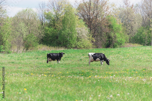 cows in the field eat green fresh grass