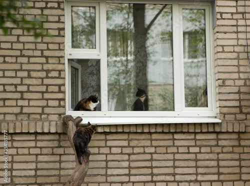 An open window, one cat sits on the windowsill of the window of the apartment building, the second came to visit him, the third hid. Meeting date of a domestic cat and a domestic cat. The third cat is