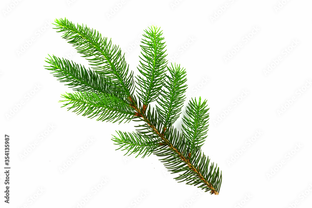 Obraz premium A branch of young needles, Christmas trees isolated on a white background