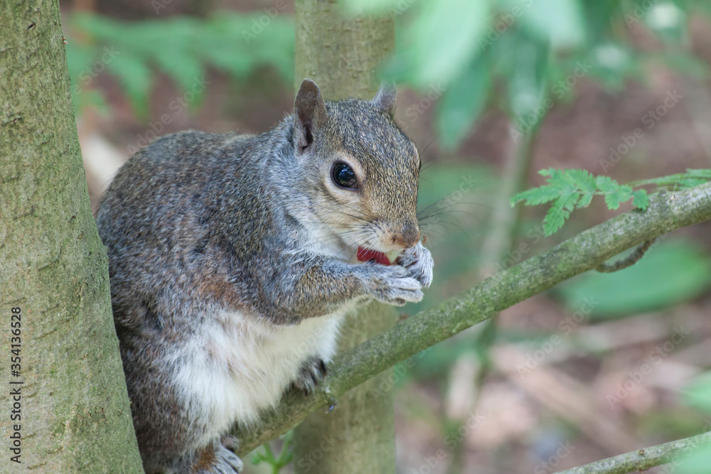 Squirrel in a tree eating Squirrel in a tree eating