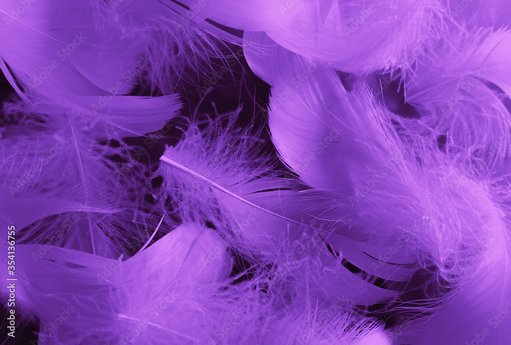 Beautiful abstract white and purple feathers on black background and soft white feather texture on white pattern and purple background, feather pink background, purple banners Beautiful abstract white and purple feathers on black background and soft white feather texture on white pattern and purple background, feather pink background, purple banners