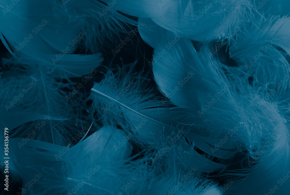 Beautiful Abstract Blue Feathers On Black Background And Blue