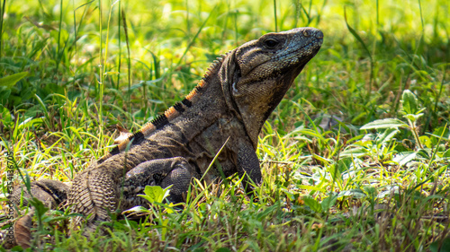 Tropical lizard in the green grass of the ancient Mayan city of Tulum in Quintana Roo, Mexico. © Alex