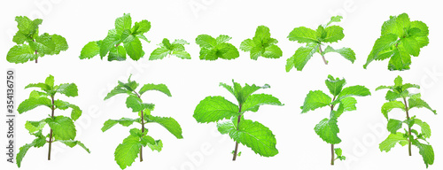 Set fresh mint leaves and branch mint isolated on the white background.