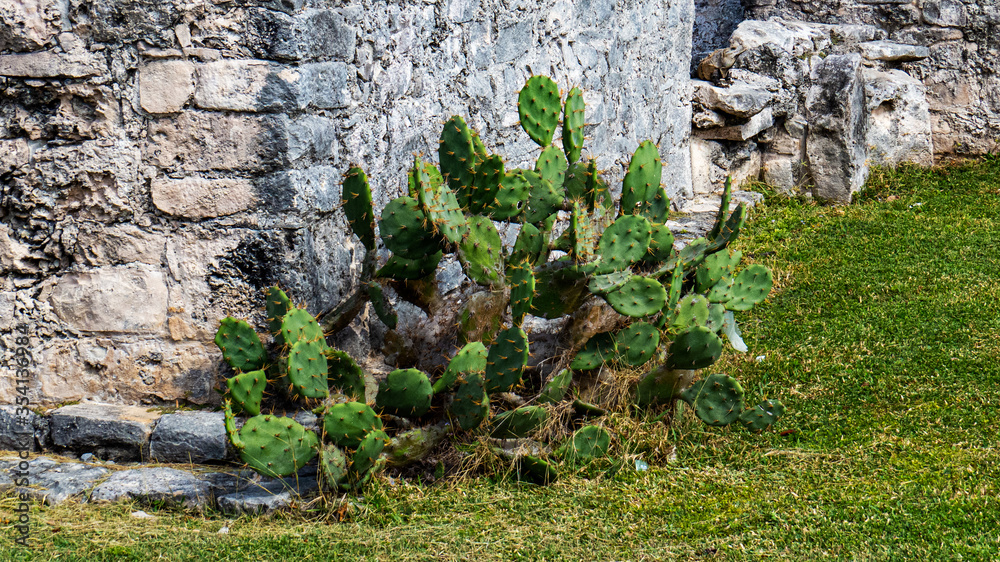 Dangerous cactus close to a temple from the inside of the ancient Mayan