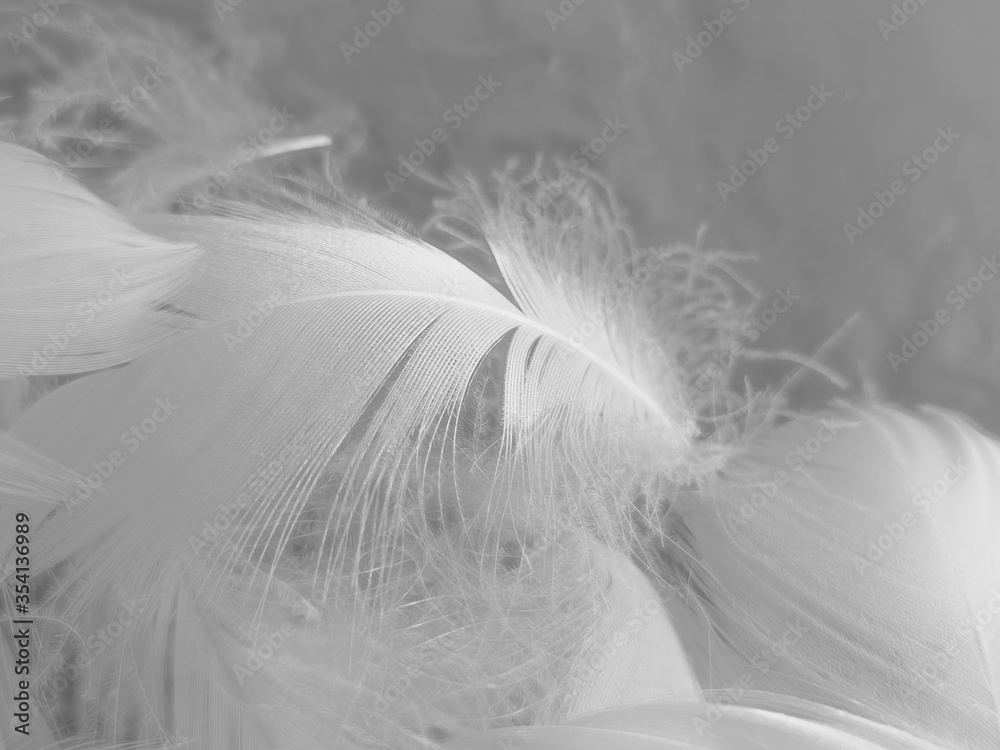Beautiful abstract white feathers on white background and soft black feather texture on white pattern and light background, gray feather background, grey banners Beautiful abstract white feathers on white background and soft black feather texture on white pattern and light background, gray feather background, grey banners