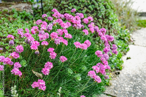 Wallpaper Mural  Close up of purple azalieas (Rhododendron) in full bloom growing in an English country garden Torontodigital.ca