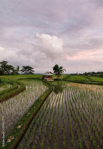 Jatiluwih rice terraces in Bali at sunrise, Indonesia