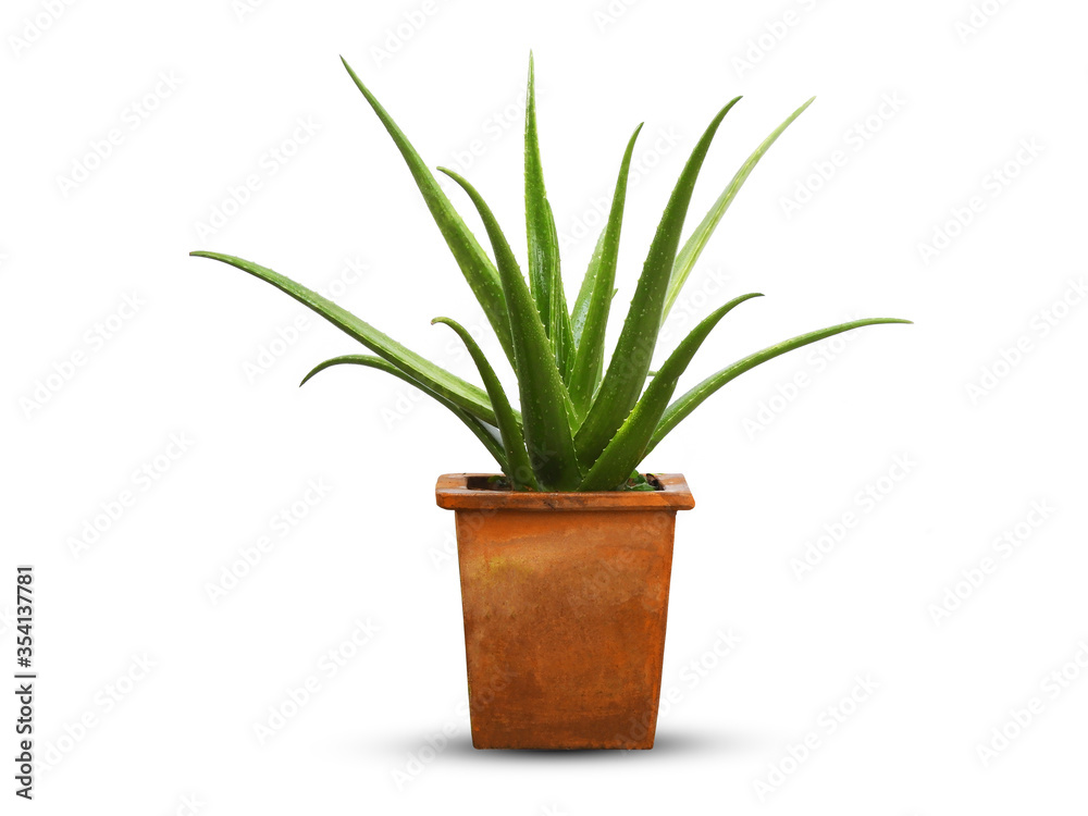 Fresh aloe vera in pot isolated on white background.with clipping path