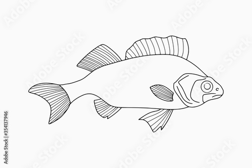 Outline underwater animal isolated on white. Sketch hand drawing art line. Fish for coloring page book. Outline sea life. Vector stock illustration. EPS 10