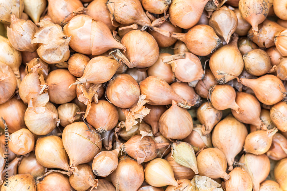 Overhead macro image of onions sets used for planting in vegetable gardens Overhead macro image of onions sets used for planting in vegetable gardens