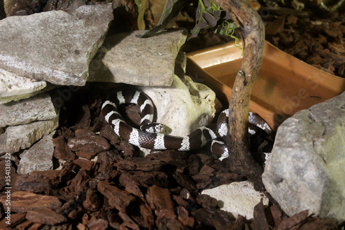 Serpente reale della California