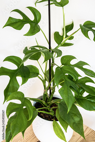 Beautiful monstera minima (Rhapidophora Tetrasperma) exotic houseplant on white background. Exotic houseplant with lush green foliage detail. photo