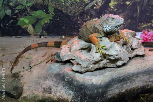 Iguana