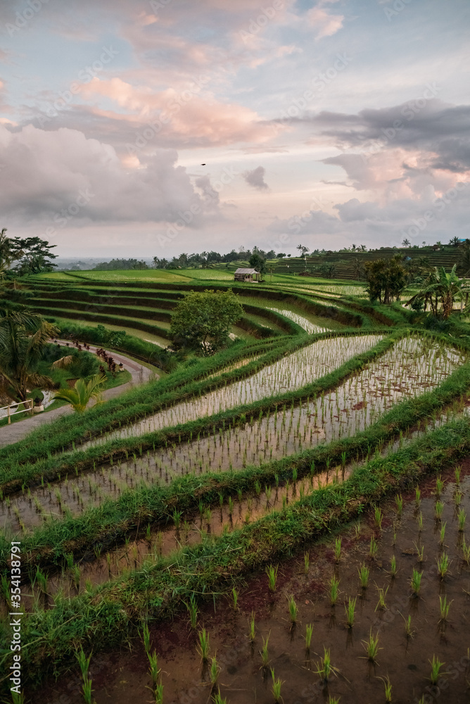 Jatiluwih rice terraces in Bali at sunrise, Indonesia