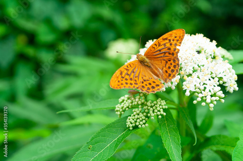 Orange brown fritillary butterfly, Argynnis paphia sitting on a white flower. Selective focus with green blurred background.