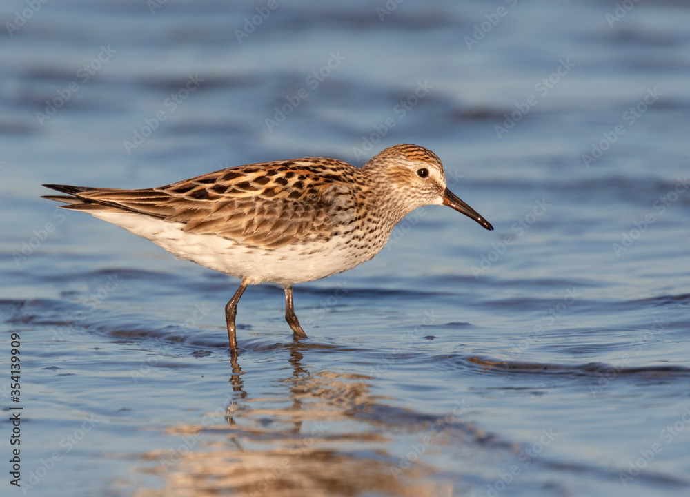 White-rumped sandpiper (Calidris fuscicollis) in breeding plumage wading in shallow water at the ocean beach, Galveston, Texas, USA. White-rumped sandpiper (Calidris fuscicollis) in breeding plumage wading in shallow water at the ocean beach, Galveston, Texas, USA.