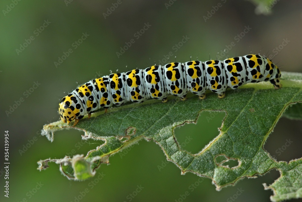 Raupe des Königskerzen-Mönchs (Cucullia verbasci). Raupe des Königskerzen-Mönchs (Cucullia verbasci).