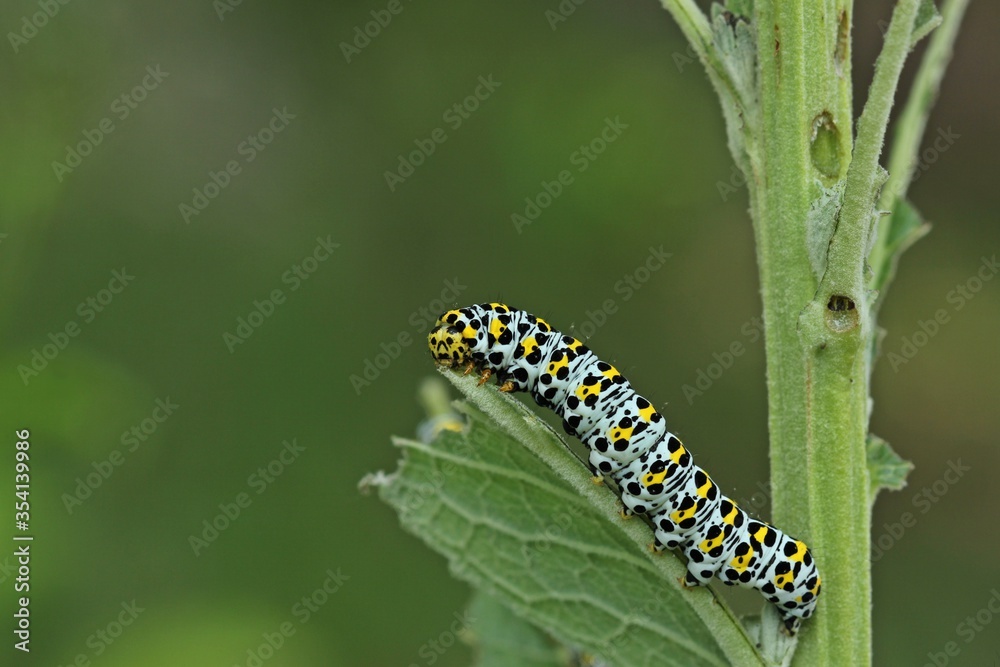 Raupe des Königskerzen-Mönchs (Cucullia verbasci). Raupe des Königskerzen-Mönchs (Cucullia verbasci).
